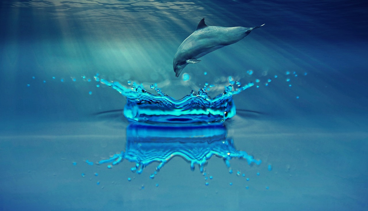 Dolphin House Hurghada - Mit Delfinen schwimmen 2025