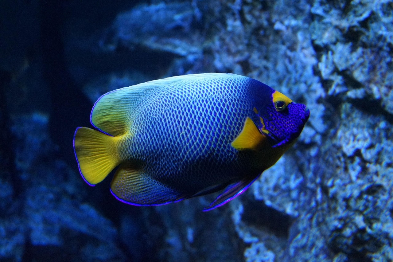 Hurghada Grand Aquarium - Ägyptens größtes Meeresmuseum 2025