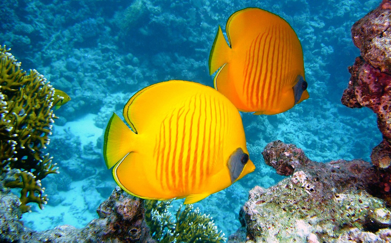 Ras Mohammed Nationalpark - Tauch- und Schnorchelparadies 2025